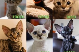德文卷毛猫市场价调查（了解德文卷毛猫的价格趋势及相关信息）