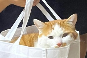 猫为什么喜欢玩塑料袋？（探索猫对塑料袋的兴趣及可能的原因）