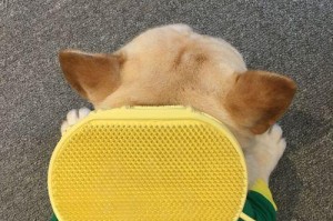 如何选择适合斗牛的梳子？（为您推荐最佳梳子类型和关键因素）