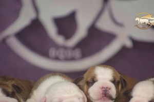 探寻以斯坦福犬的养殖犬舍（了解以斯坦福犬养殖背后的犬舍环境）