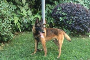 如何训练以马犬听从指令？（以宠物为主，快速有效的训练方法）