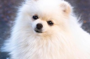 与博美相伴的狗狗世界（探索博美与其他狗狗的深厚友谊）
