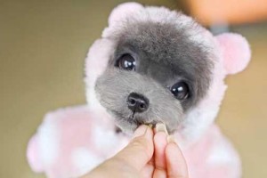 如何培育一只健康可爱的茶杯犬（宠物爱好者必看！茶杯犬饲养全攻略）