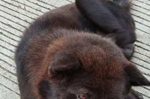 选择什么品种的狗更擅长抓老鼠？（探索狗狗中最适合捕捉老鼠的品种和技巧）