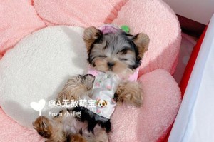 揭秘茶杯犬鼻子干干的真相（茶杯犬鼻子干燥的原因及应对方法）