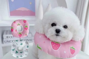猫咪绝育后感染的表现及预防措施（了解猫咪绝育感染的症状与处理方法，减少风险）