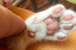 探秘以黑肉垫为特征的神秘猫咪（黑肉垫猫咪的来历、特点和饲养技巧）