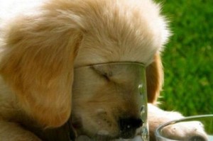 狗狗的饮水量及正常水量范围（了解你的狗狗需要多少水）