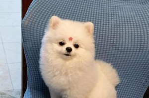 博美的换毛周期及护理方法（几个月开始换毛，注意护理哦！）