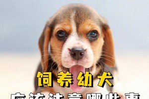 正确喂养幼犬的关键知识（以铲屎官必备的喂养注意事项）