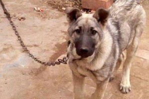 如何饲养狼青犬（狼青犬饲养注意事项、饲养环境、食物和锻炼）
