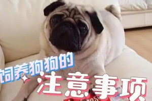 法国斗牛犬饲养注意事项（了解法国斗牛犬的特点和需求，让养宠更从容）
