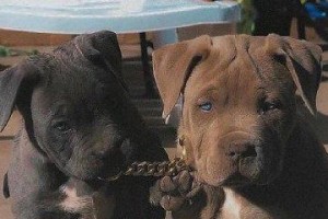 比特犬成型时间揭秘（探究比特犬成型时间，为你的宠物做好准备）