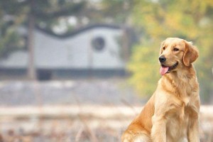 如何避免狗狗变得肥胖？（探究导致狗狗肥胖的原因及防范措施）