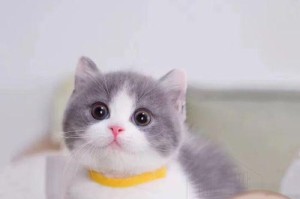 英短蓝猫（探索英短蓝猫的独特魅力，了解其温柔亲和的性格和优雅的外貌）