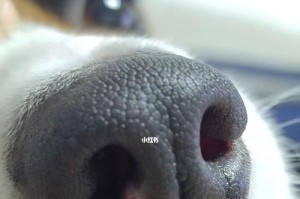 了解狗狗鼻子的健康指标（从颜色到湿润度，如何判断狗狗鼻子的健康状况）