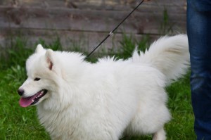 萨摩耶犬饲养需具备的特征（你真的适合养萨摩耶犬吗？）