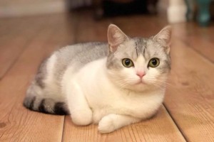 两个月小猫打什么疫苗才安全？（保护小猫健康的必要疫苗及注意事项）