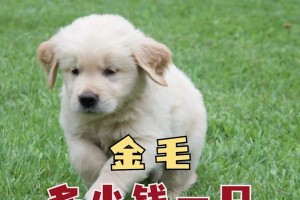 平毛寻回犬和金毛犬的价值比较（以平毛寻回犬贵还是金毛犬贵？谁更有价值？）
