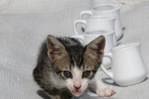 初养小猫之小猫饮食指南（新生小猫的饮食需求及适合食物推荐）