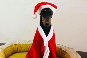 了解以杜宾犬舍的价格及相关信息（杜宾犬舍价格、购买要点、饲养建议、训练需求等）
