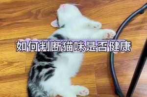 保持猫咪健康的重要因素（关注猫咪的饮食、运动和兽医护理）
