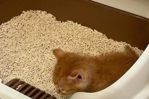 幼猫便便的颜色变化与健康状况（从幼猫便便的颜色解读其身体状况，为您的宠物提供健康引导）