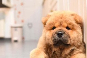 松狮犬的喂养常识（以宠物为主，让您的松狮犬健康成长）