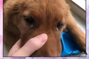 狗瘟咳嗽后的生存期
