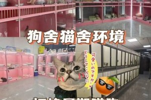 博美犬价格揭秘（影响博美犬价格的6个关键因素，让你了解清楚）
