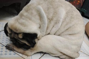 探秘巴哥犬（了解巴哥犬的原因和饲养方法）