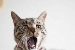 猫的叫声之奇妙多样性（探索猫咪世界中各种不同的叫声和意义）