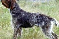 德国刚毛指示犬的饲养指南（以宠物为主，让你的狗狗健康成长）