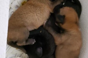 小乳狗的适宜喂养方式（关于小乳狗喂养的重要知识及技巧）