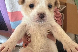 探寻最粘人的狗——宠物犬中的陪伴之王（无私忠诚的朋友，我们离不开的家人）