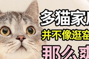 电烫卷猫的饲养方法（如何让你的电烫卷猫健康快乐地生活）