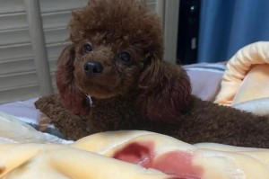 泰迪犬进入晚年的关键年龄是多少？（老年泰迪的正确照顾与护理策略）
