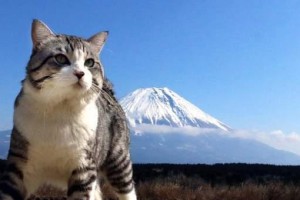 猫的日本传说（探究猫在日本文化中的神秘角色，揭示其背后的深层象征意义）