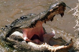 比特鳄鱼的死亡之谜（揭秘比特鳄鱼死亡原因及其生态环境演变）