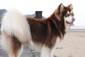 如何梳理宠物犬的毛发——以阿拉斯加幼年期为例（从宠物犬品种、毛发特性到梳理工具一网打尽）