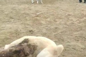 为什么某些狗不适合养？（探索不适合养的狗的原因及解决方法）