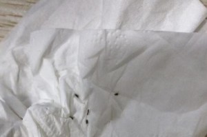 猫咪身上的跳蚤（一份详尽指南，助你解决猫咪跳蚤问题）