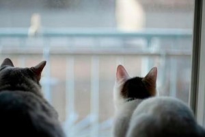 小猫蹲着睡觉的原因（探索小猫独特的睡姿和习惯）