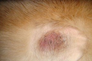 金毛犬肚子“爬满虫”（揭示金毛犬肚子被寄生虫侵袭的症状和后果）