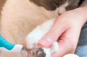 如何正确帮泰迪剪指甲（掌握剪指甲技巧，关爱泰迪宠物健康）