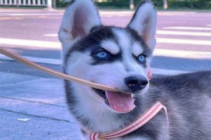 哈士奇的成长之路（探秘哈士奇从小萌宠到成长伴侣的全过程）