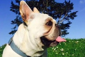养法国斗牛犬的优缺点（了解这几个优缺点，再决定是否养法国斗牛犬）
