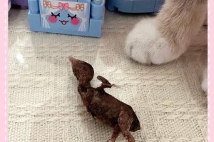 猫咪的牙龈炎（猫咪口腔健康的关键）