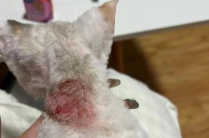 猫咪癣症（探索猫猫癣症的原因、症状与有效应对措施）