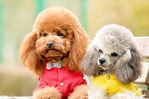 预防贵宾犬感冒，从这些方面入手（15个实用小技巧，让你的贵宾犬远离感冒）